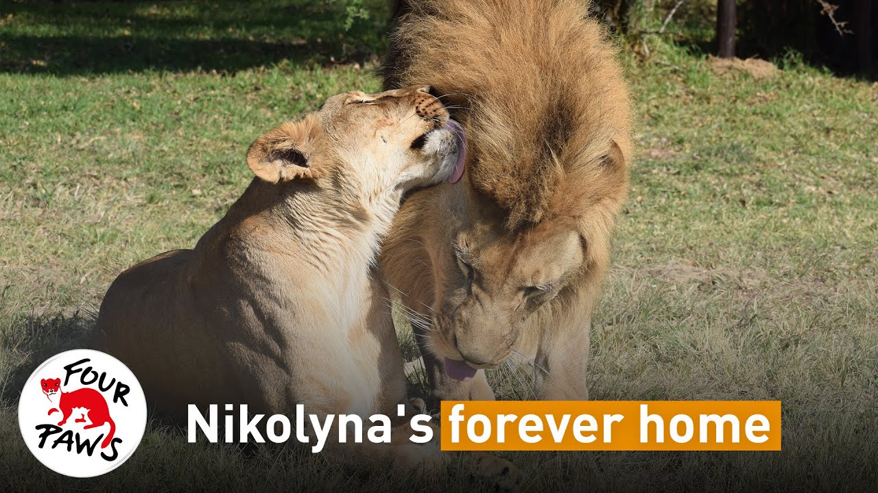 Rescued lion cubs find love - and a home - in Africa | FOUR PAWS | [SUBS]