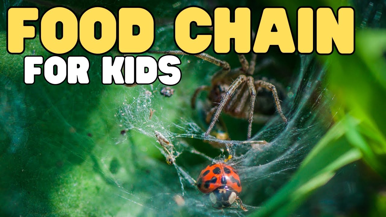 Food Chain for Kids &ndash; INTERACTIVE | Learn all about producers, consumers, and decomposers