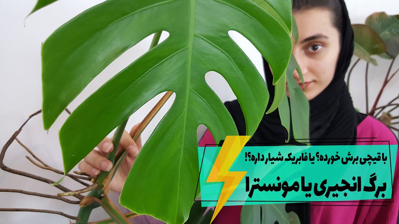 گیاهان آپارتمانی: نگهداری برگ انجیری (مونسترا) غول پیکر سبز+ نکات خرید آن