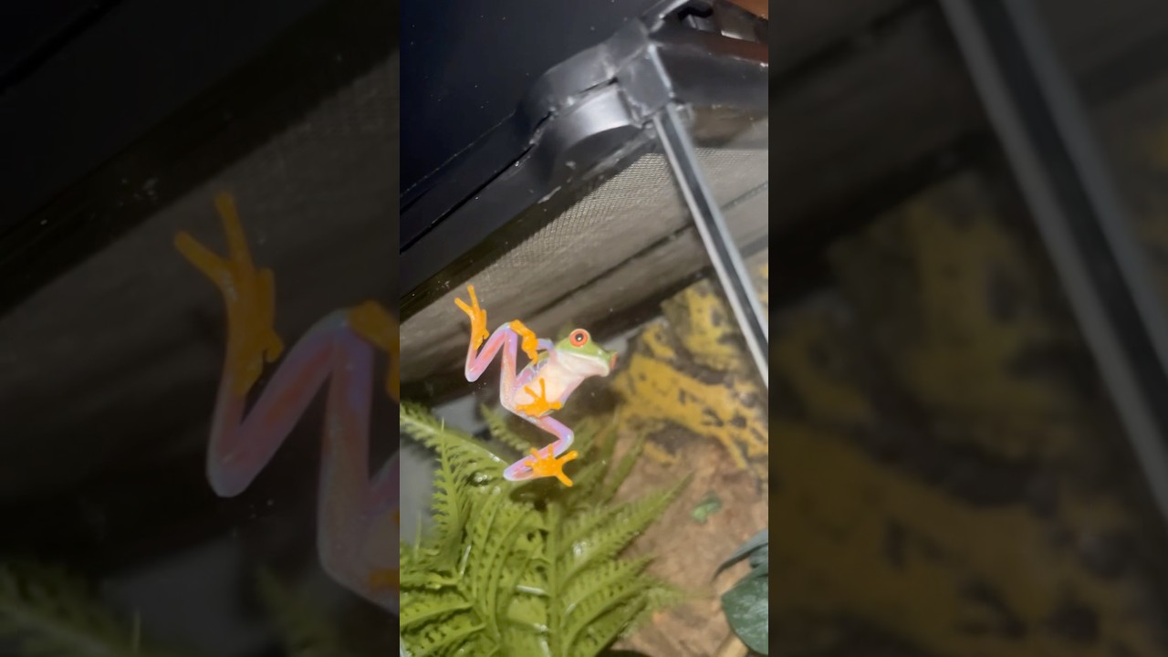Update on the juvenile frogs! #frog #animals #funny #horror @BBC  #robertirwin @BraveWilderness