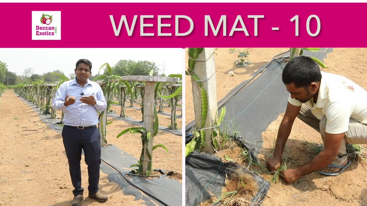 Video 10: Weed mat for Dragon Fruit Farming || Siam red|| variety c|| Deccan Exotics @7331155778
