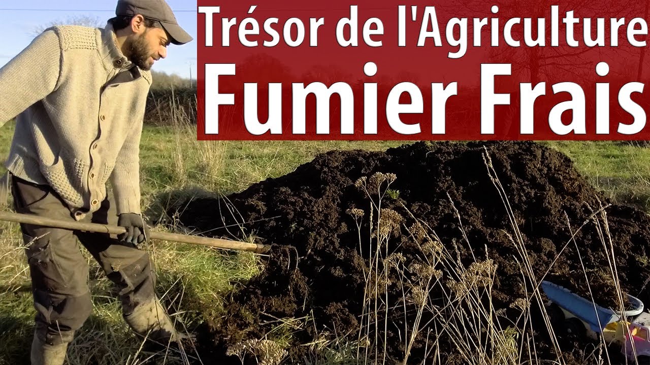 Le Trésor de l'Agriculture Le Fumier Frais Questions/réponses