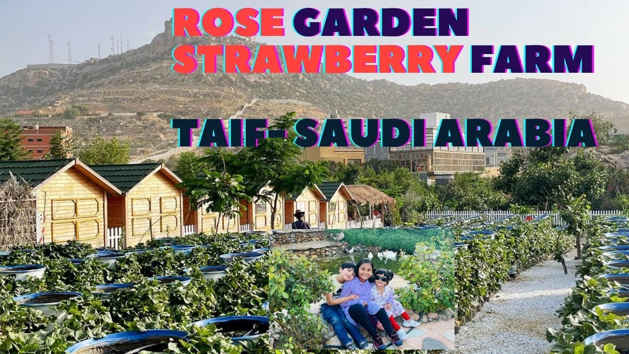 Rose 🌹 Garden and 🍓 Strawberry Farm in Taif| Best place to visit in Taif