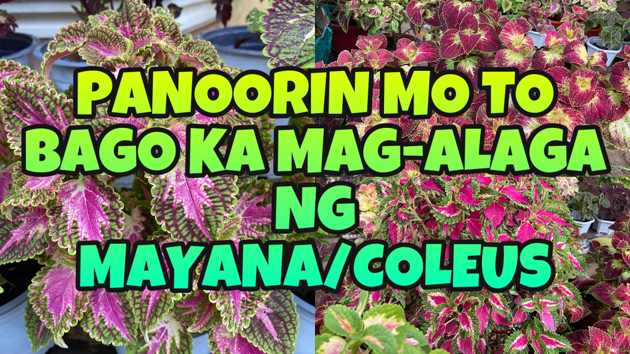 PANOORIN MO ‘TO BAGO KA MAG-ALAGA NG MAYANA/COLEUS//jingle’s heartstrings