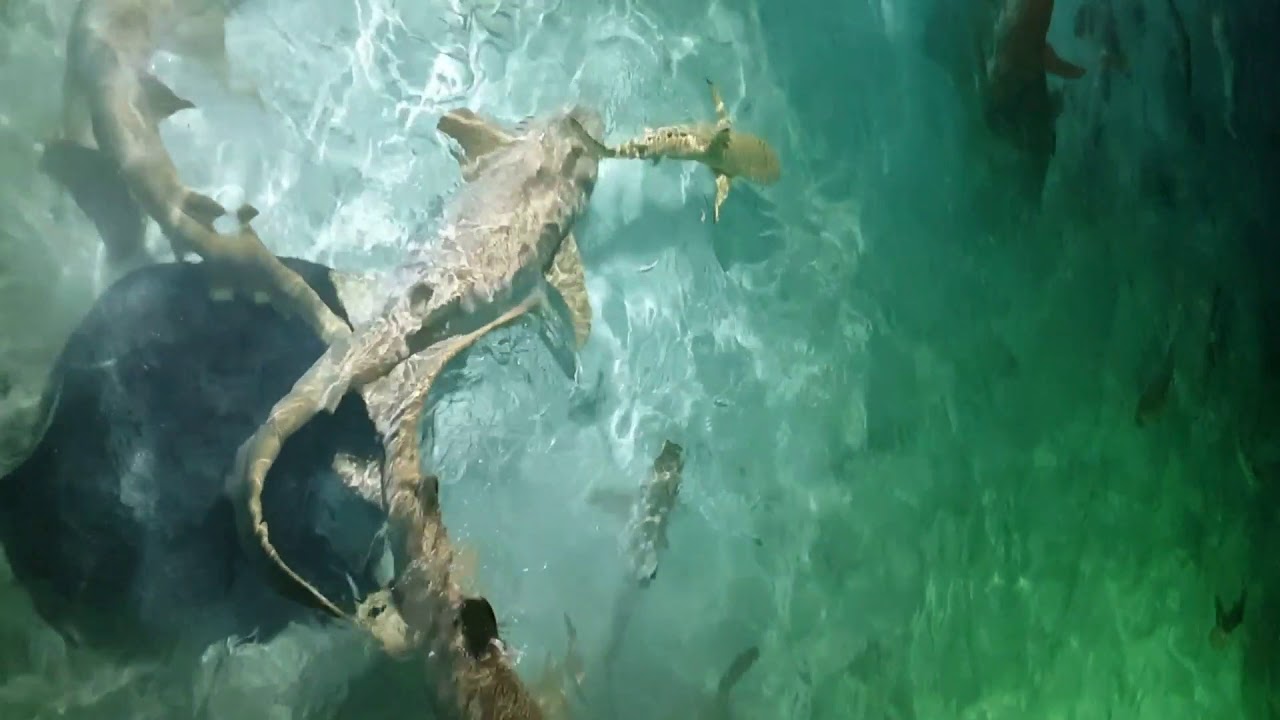 Мальдивы 4K