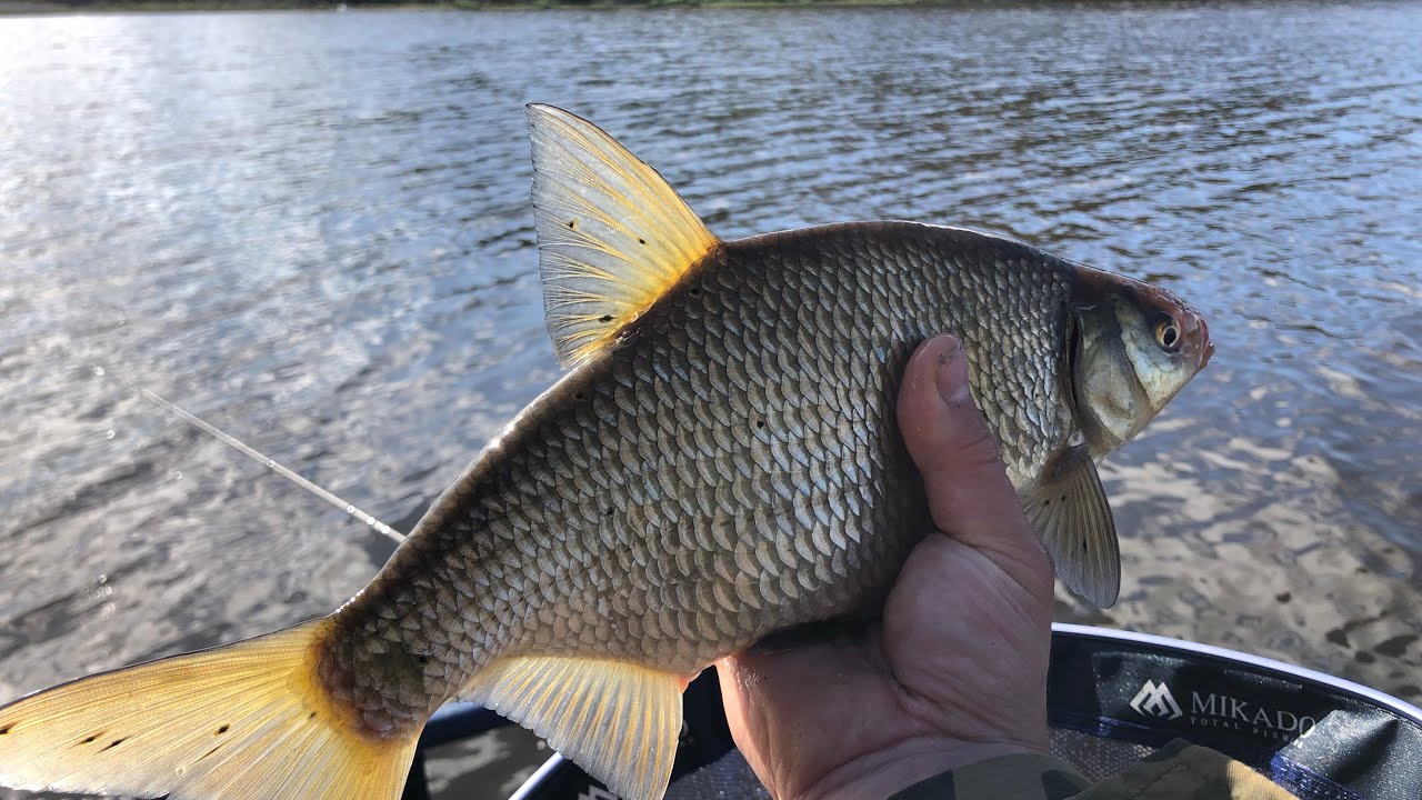 Spring feeder fishing in Ireland