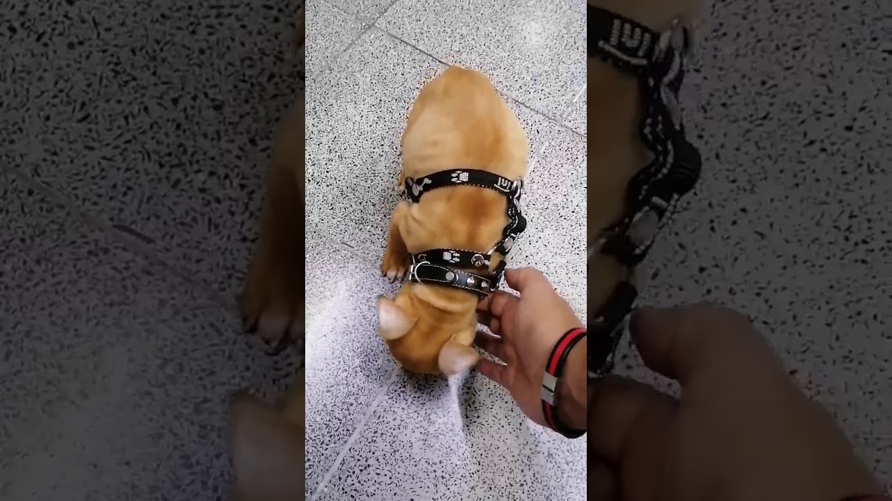Cómo entrenar a un cachorro pitbull de 2 meses