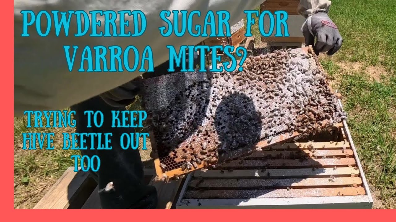 Powdered sugar for varroa mites. Trying to prevent Hive Beetle. It all went crazy