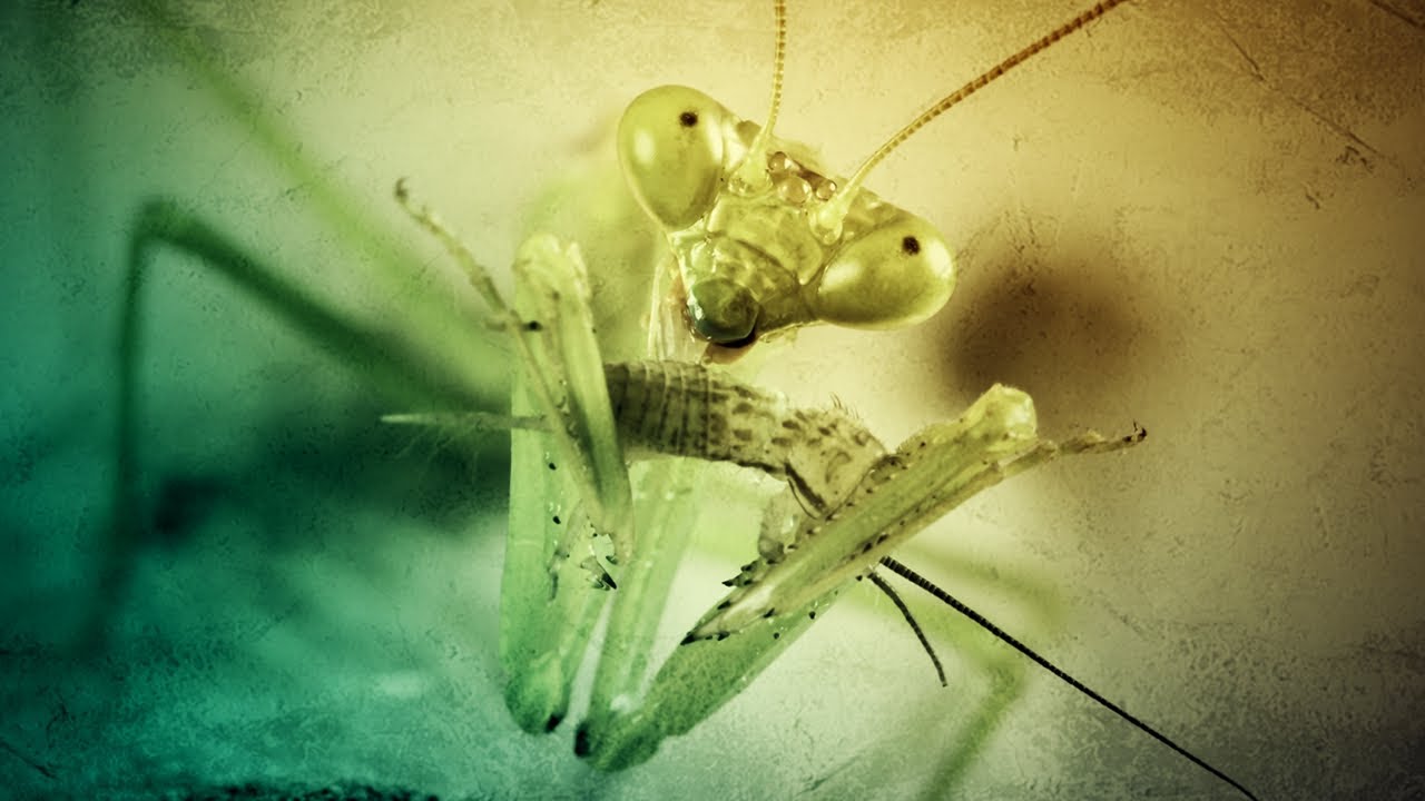 Merkurius - Insects (I Am Frenchcore 08)