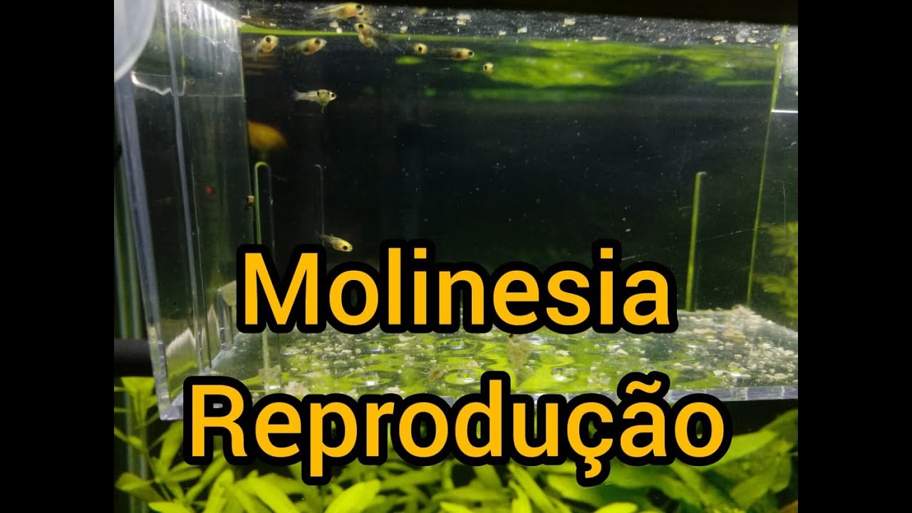 Molinesia - Reprodução