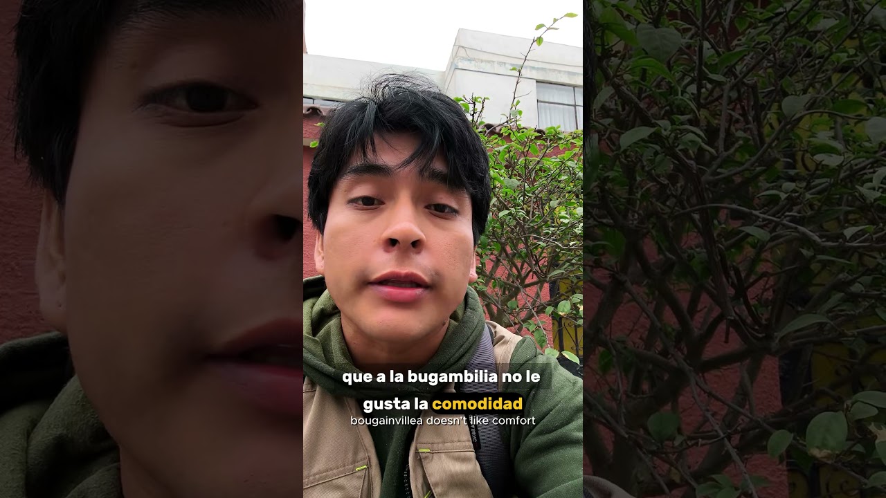 El secreto de la bugambilias 😱🪷🌿,  