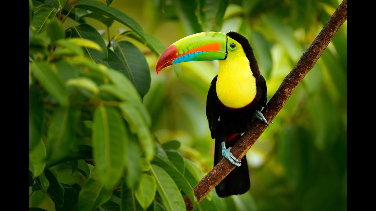 Virtual Tour: Birding along 'Pipeline Road' in Panama