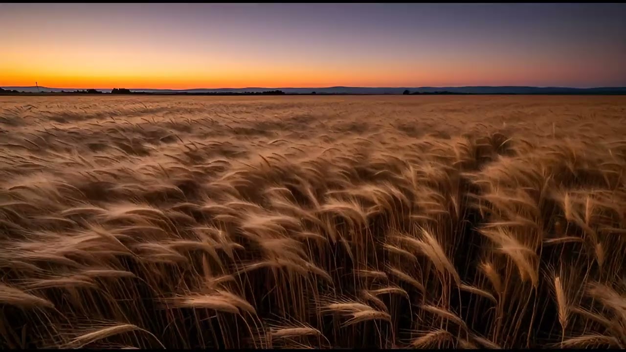 1Hour Relaxed Nature Video#22 | Golden Wheat in the Dusk | 4K Deep Inhale Energy from Universe