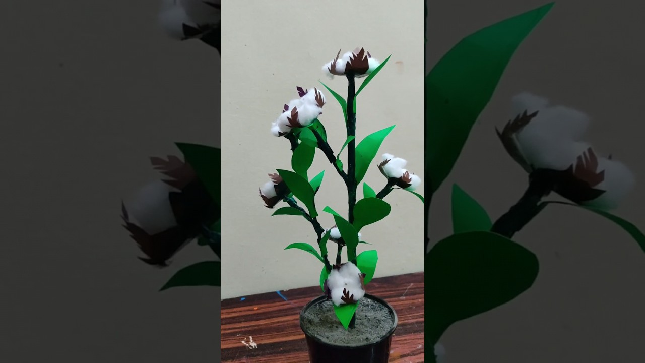 Cotton plant project #easy #science #craft #projects #plants #cotton