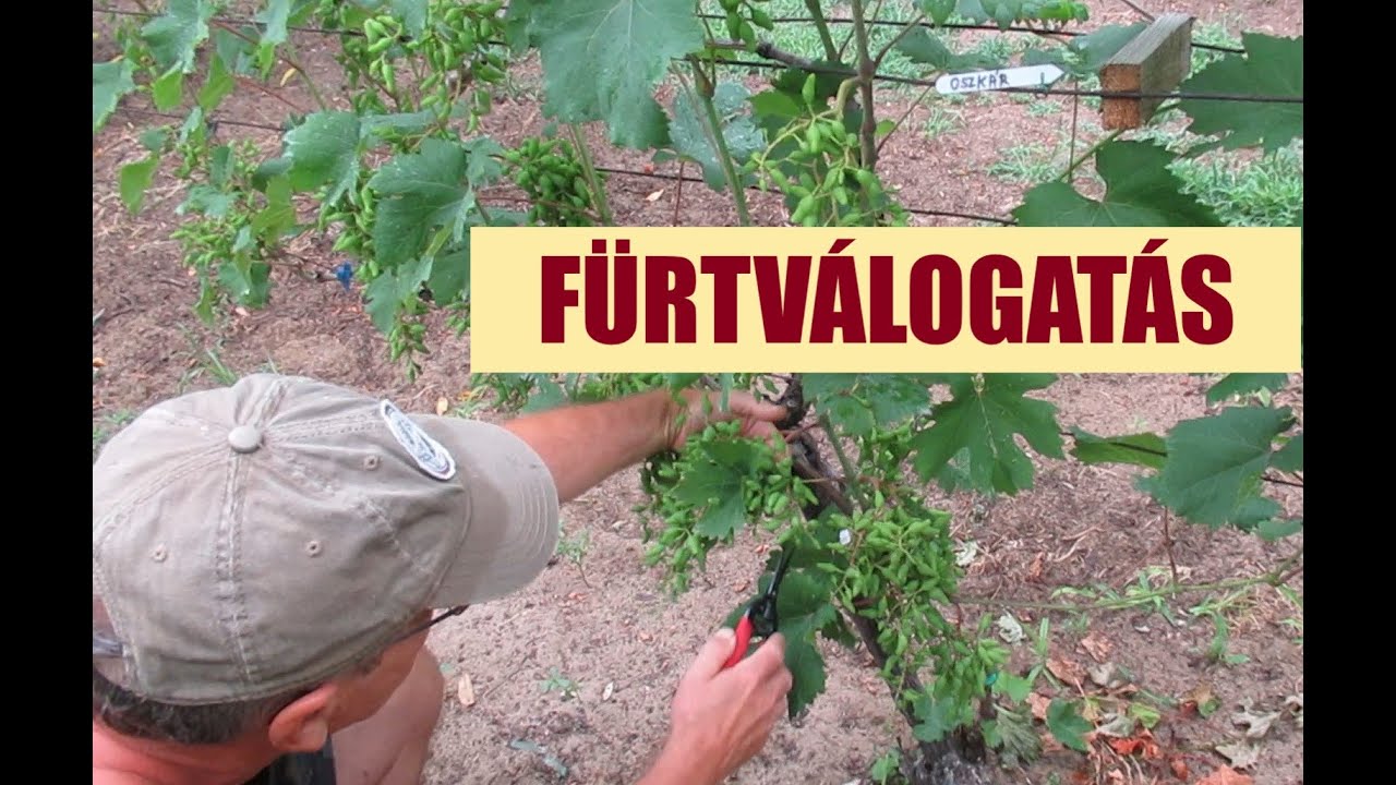Fürtválogatás, terhelés beállítás - az ideális fürtszerkezet