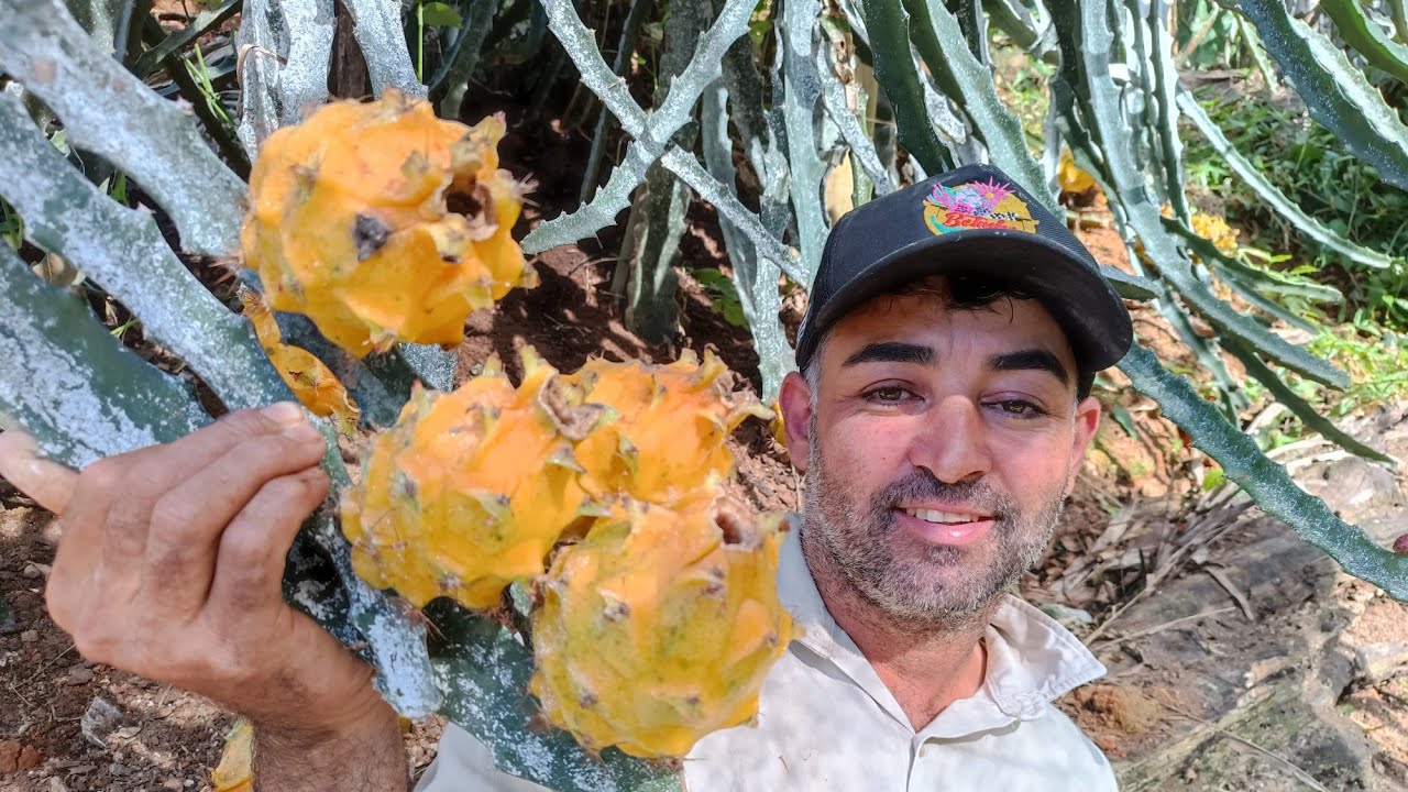 Variedade de pitaya Tingo Maria an2,alto fértil e muito produtiva!