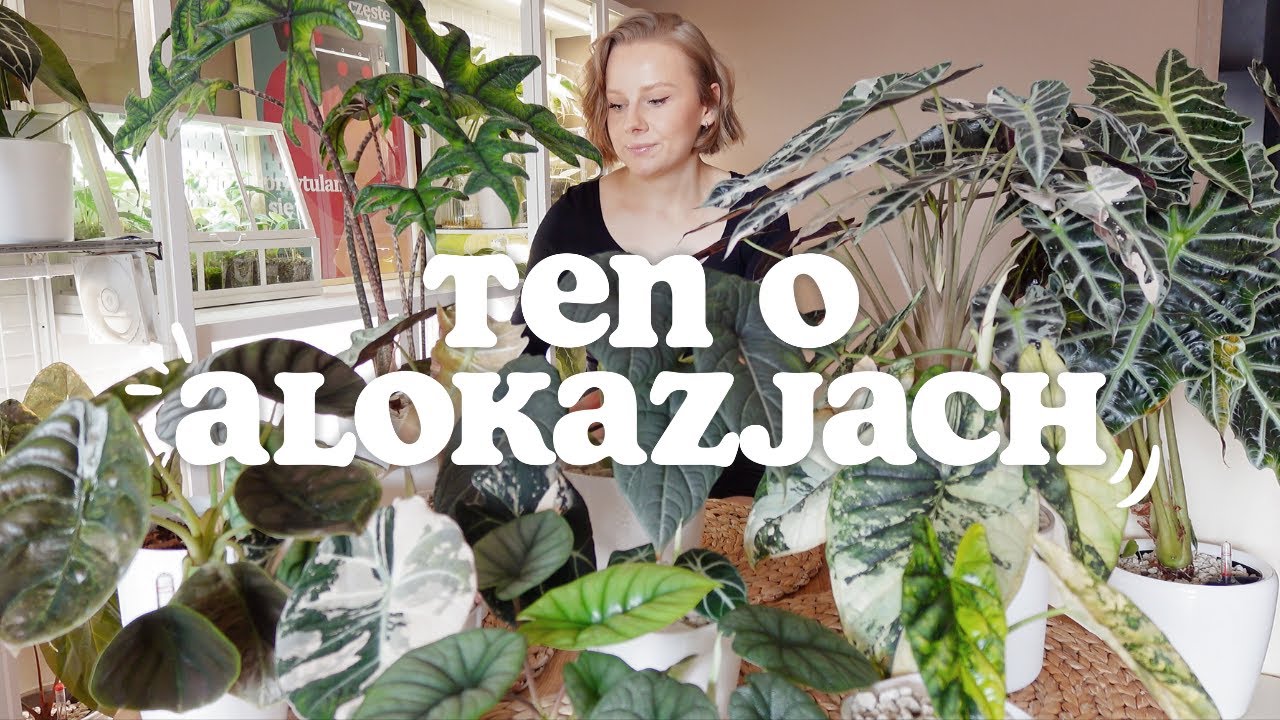 UPRAWA ALOKAZJI 🌱 / Alokazje w hydroponice / Nawożenie alokazji / Moja kolekcja / Ile mam alokazji?