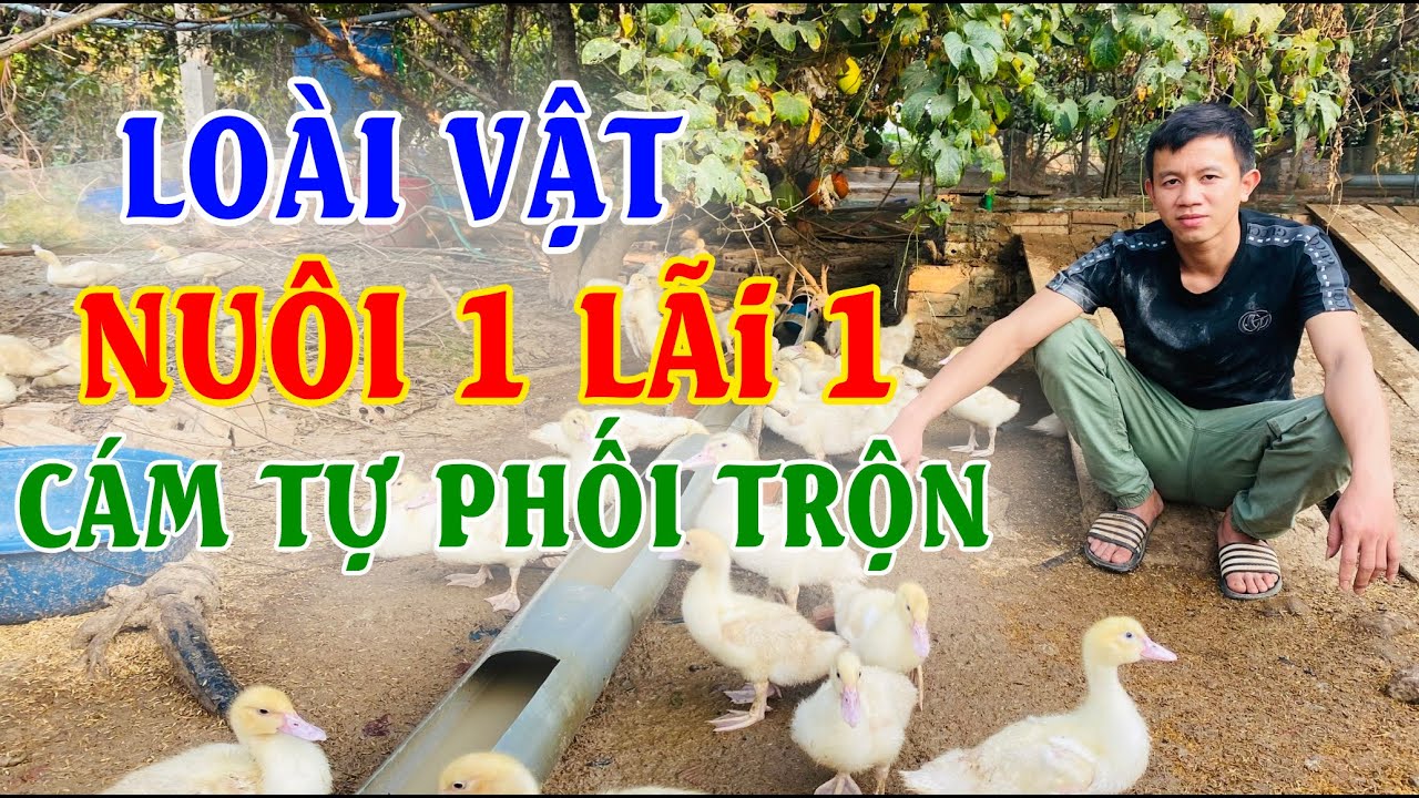 Nuôi Vịt Thịt Lãi Đậm Nhờ Cám Viên Chỉ 6000đ/Kg | Mô hình nuôi Vịt Bầu Cánh Trắng tại Bắc Giang (P1)