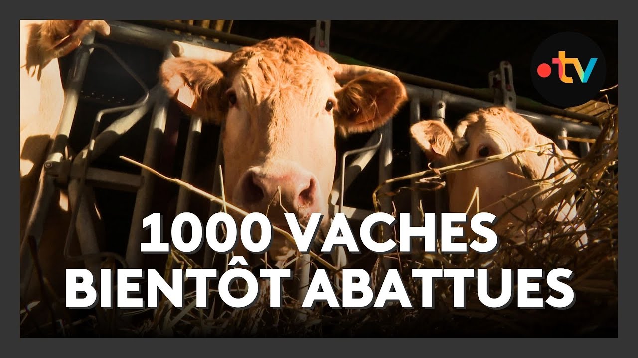 Mobilisation des éleveurs contre l'abattage lié à la tuberculose bovine