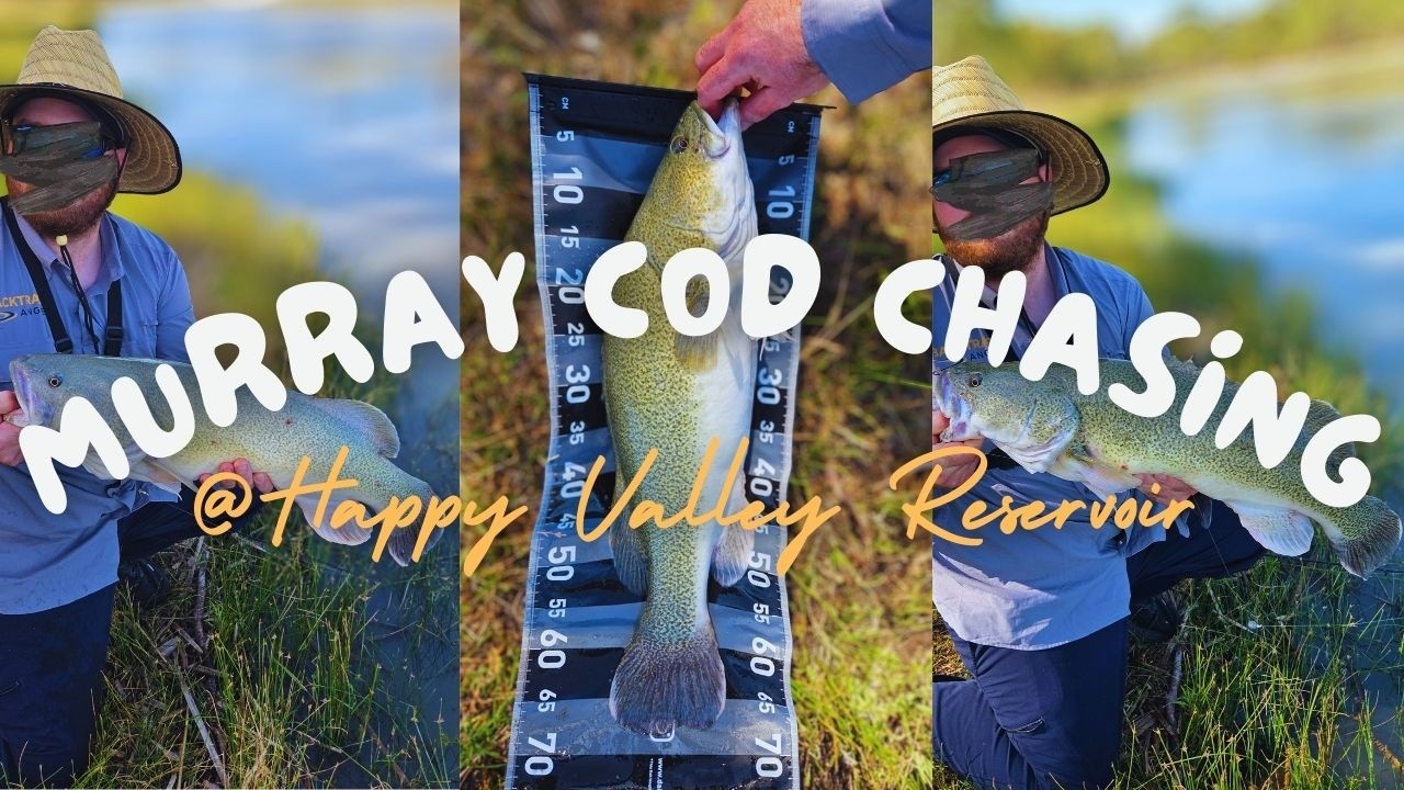 This Murray Cod Almost Took My Rod!