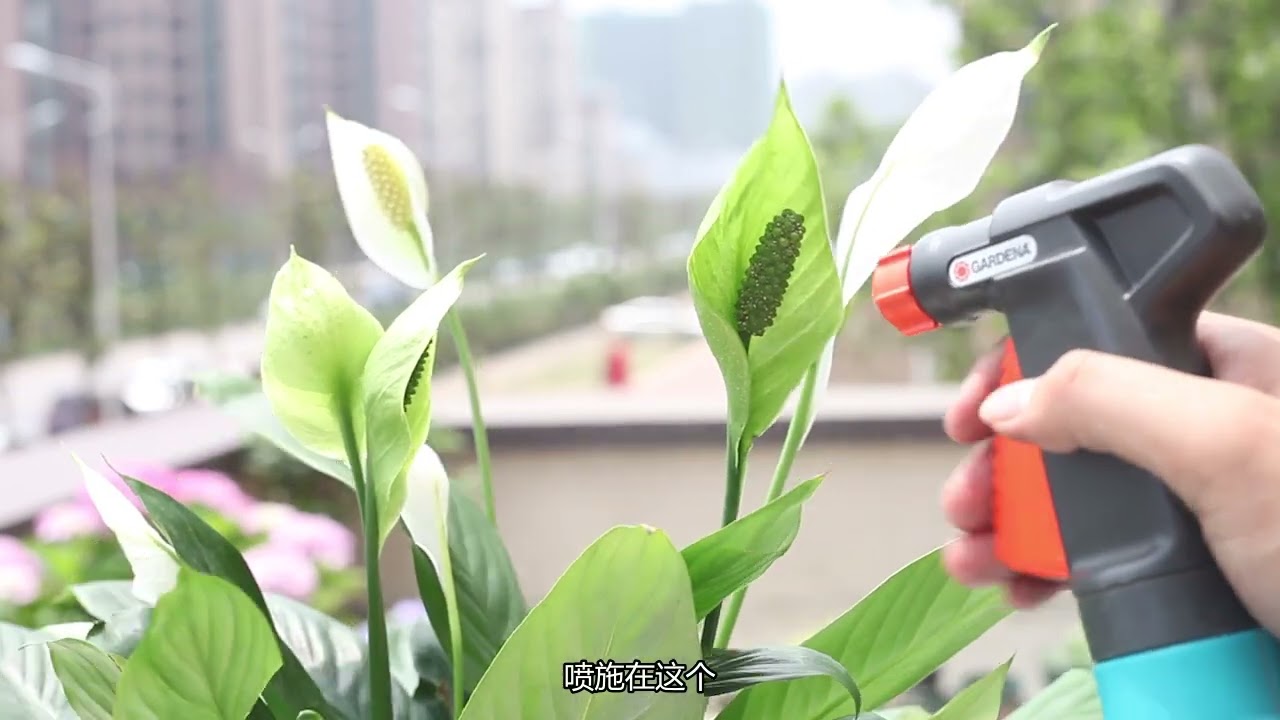 园艺师教你，白掌的养护技巧