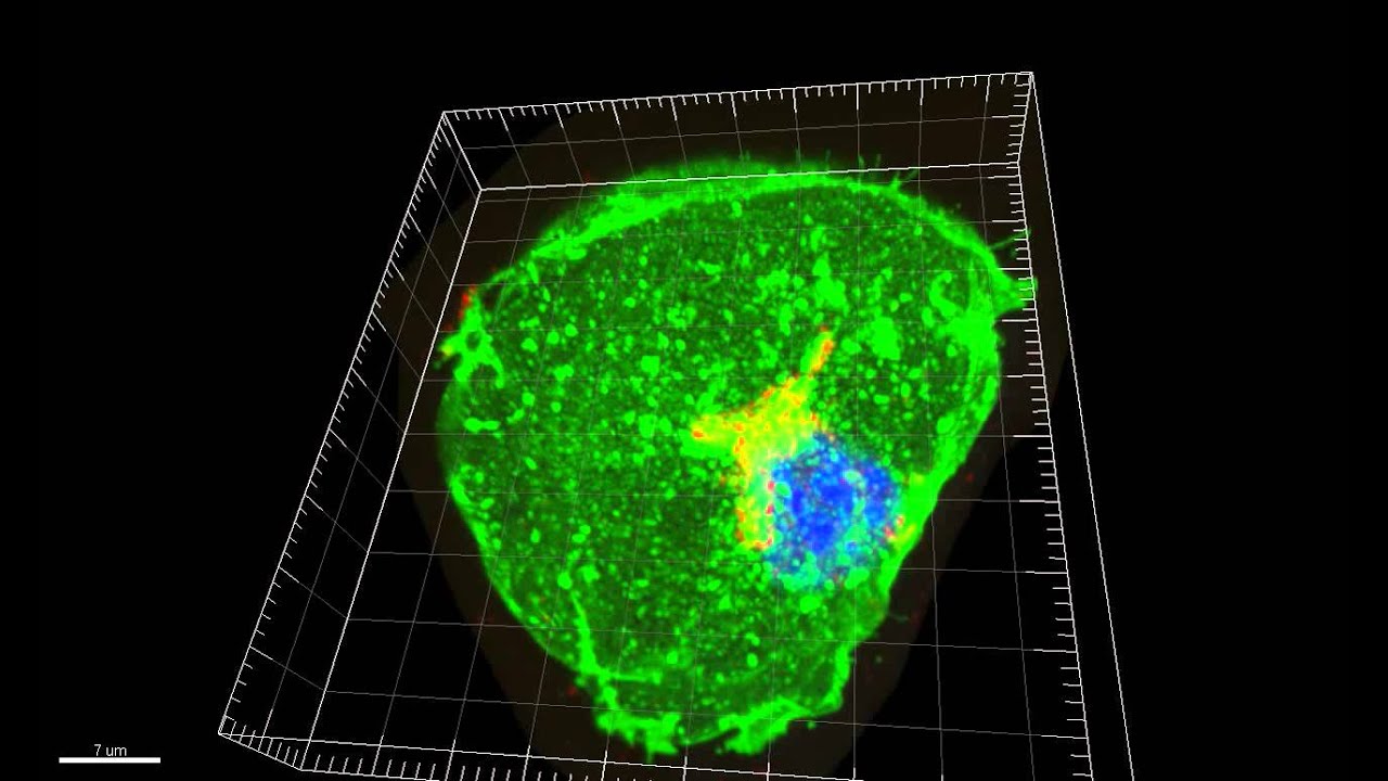 GLUT4 in an 'insulin stimulated' adipocyte