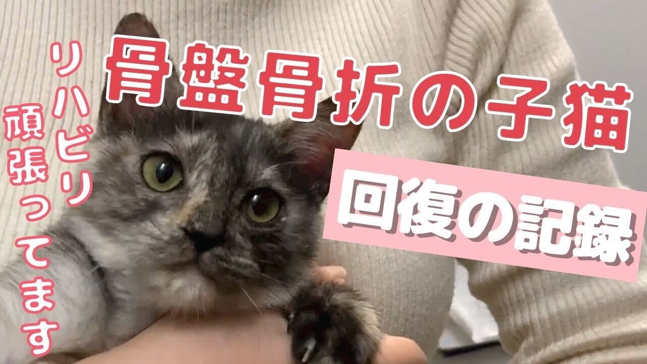 【骨盤骨折】あんちゃんの回復記録【リハビリ・マッサージ】