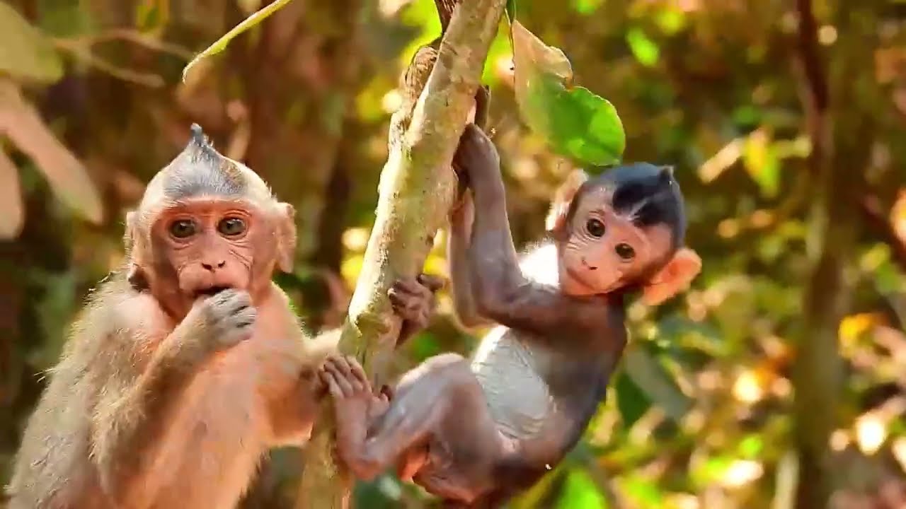 Monkey Grab In Cambodia Good All Monkeys In Khmer #258