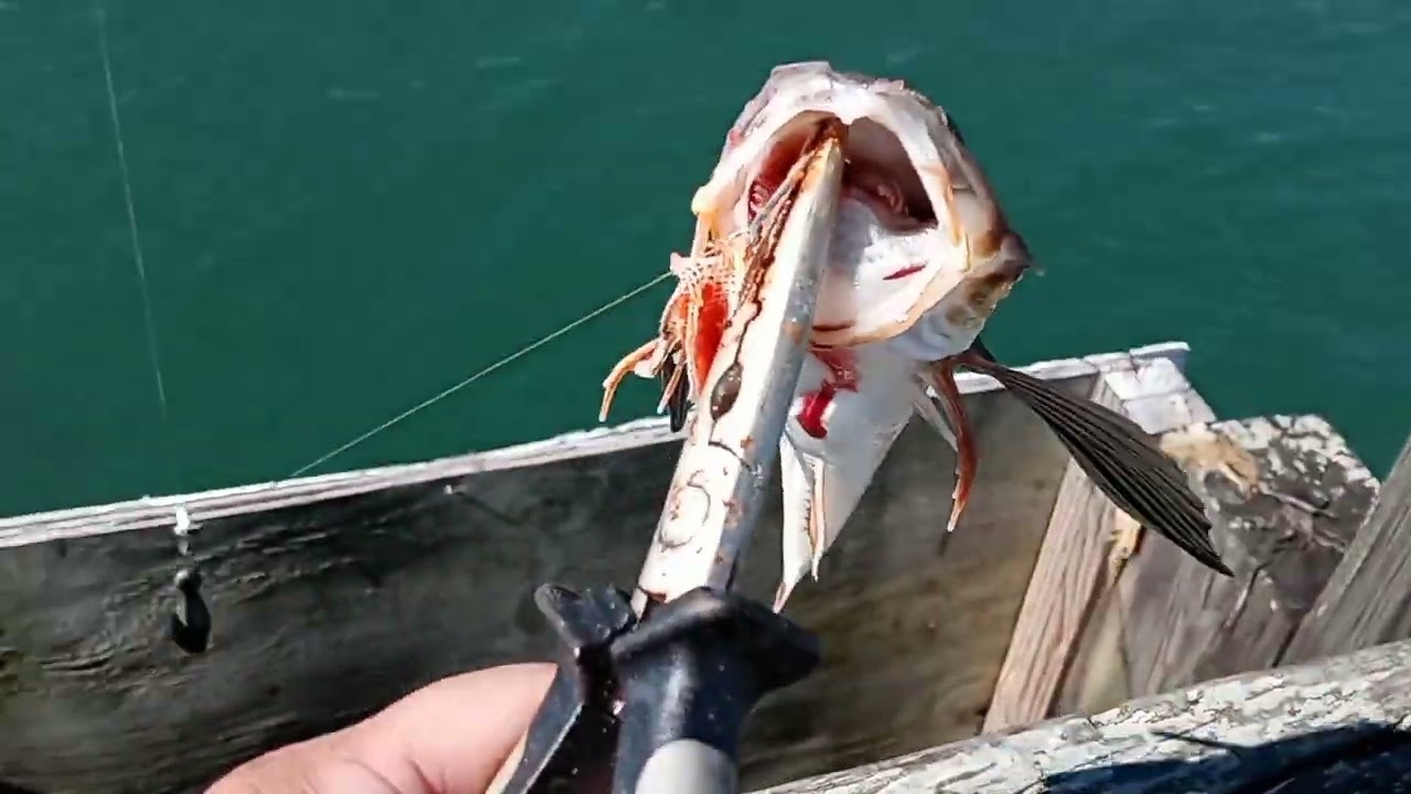 salt water fishing at grassy sound