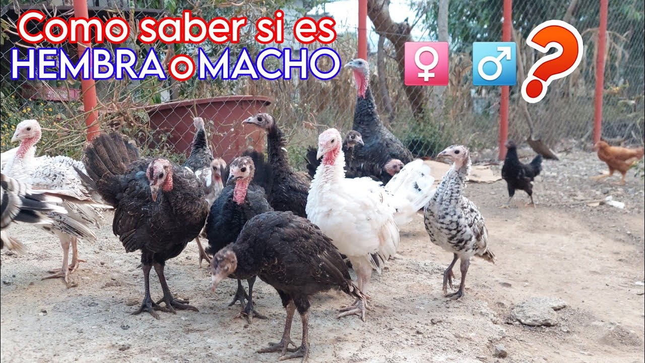 👉Como saber si es hembra o macho en guajolotes pequeños.♂️♀️ Esto no falla✅️