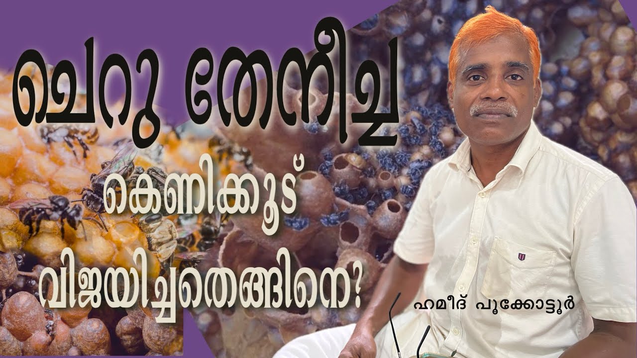 ചെറുതേനീച്ച കെണിക്കൂട് വിജയിച്ചതെങ്ങിനെ?  Hameed Pookkottur