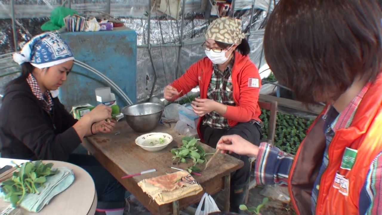 スイカの接木講座
