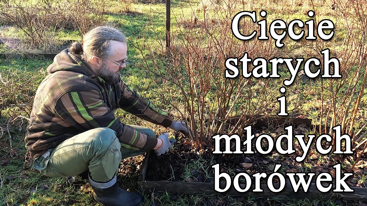 Cięcie starych i młodych borówek.
