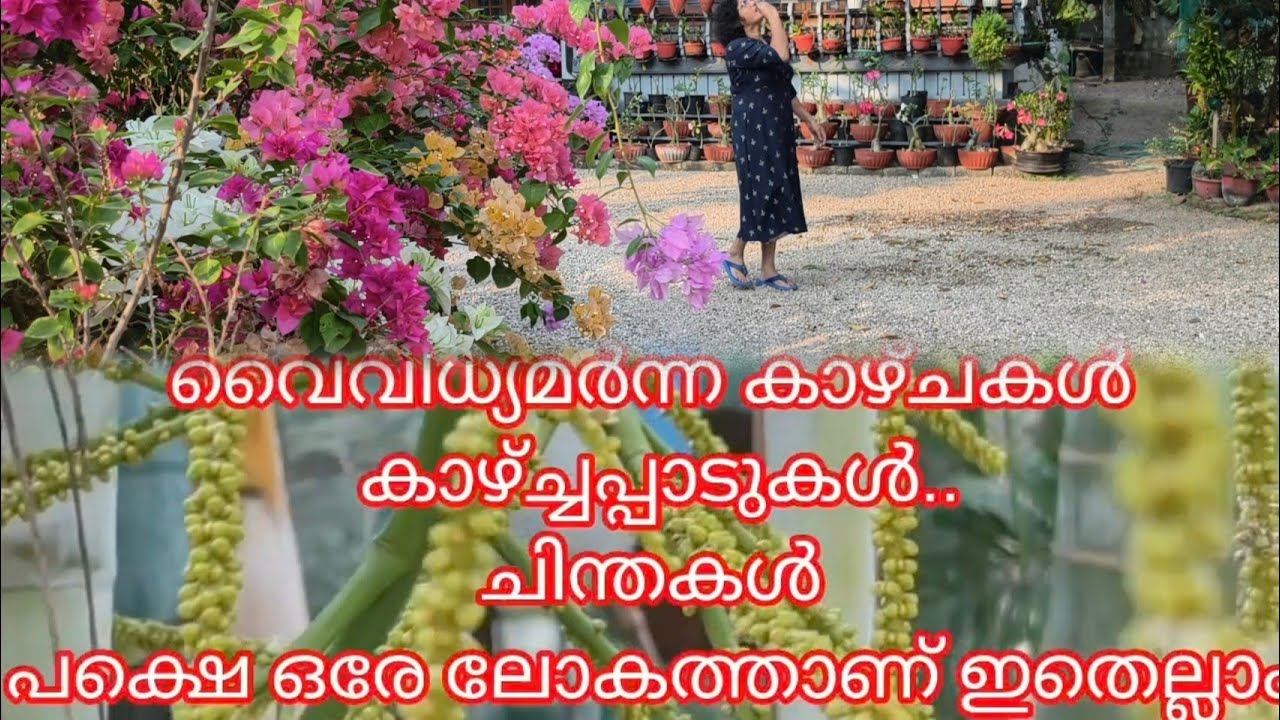 നല്ല നല്ല കാഴ്ചകൾ... ചിന്തകൾ.... #ihavethisthingwithplants #homegarden 
