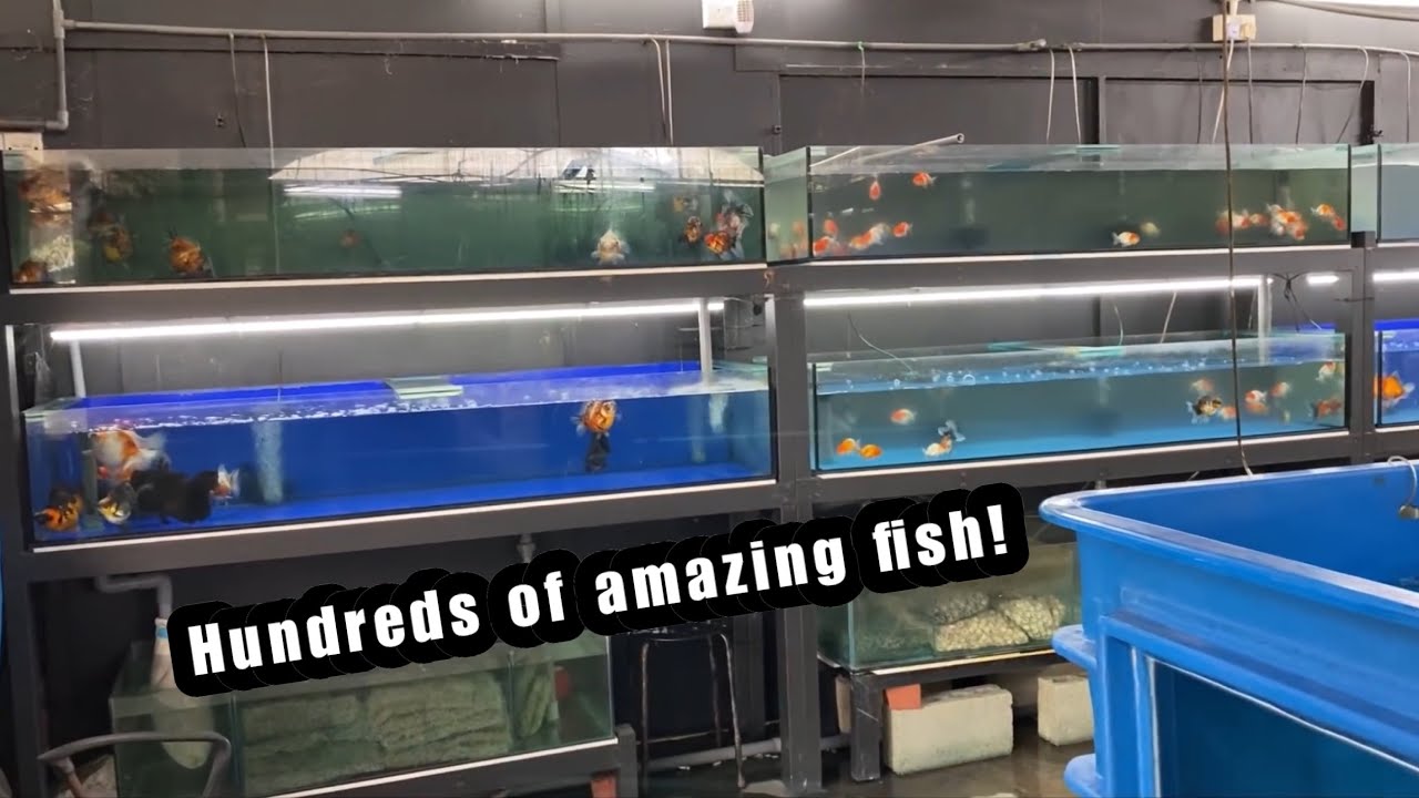 Goldfish Palace - HUGE high quality goldfish Store!