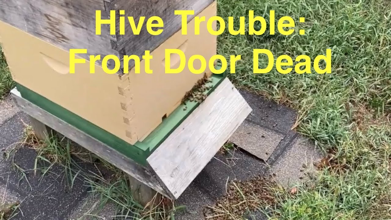 Hive Trouble: Front Door Dead