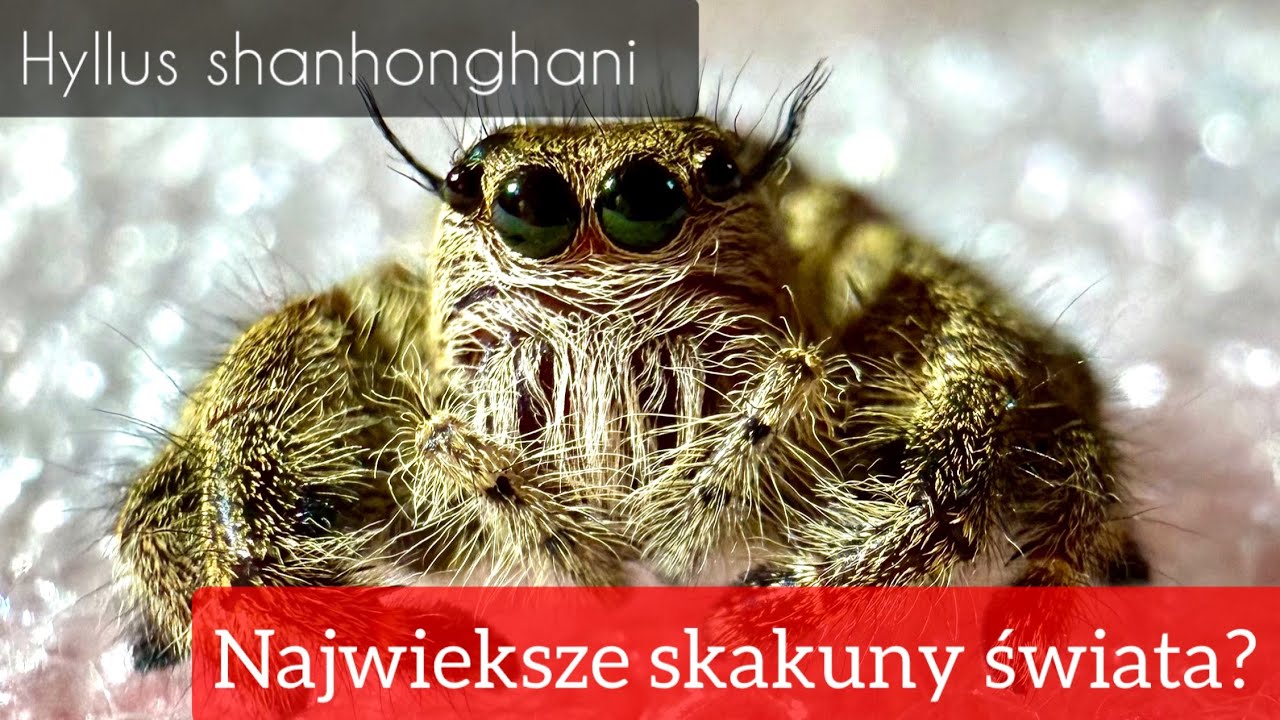 Jedne z największych skakunów świata… poznajcie Hyllus shanhonghani! | Spiders_lab