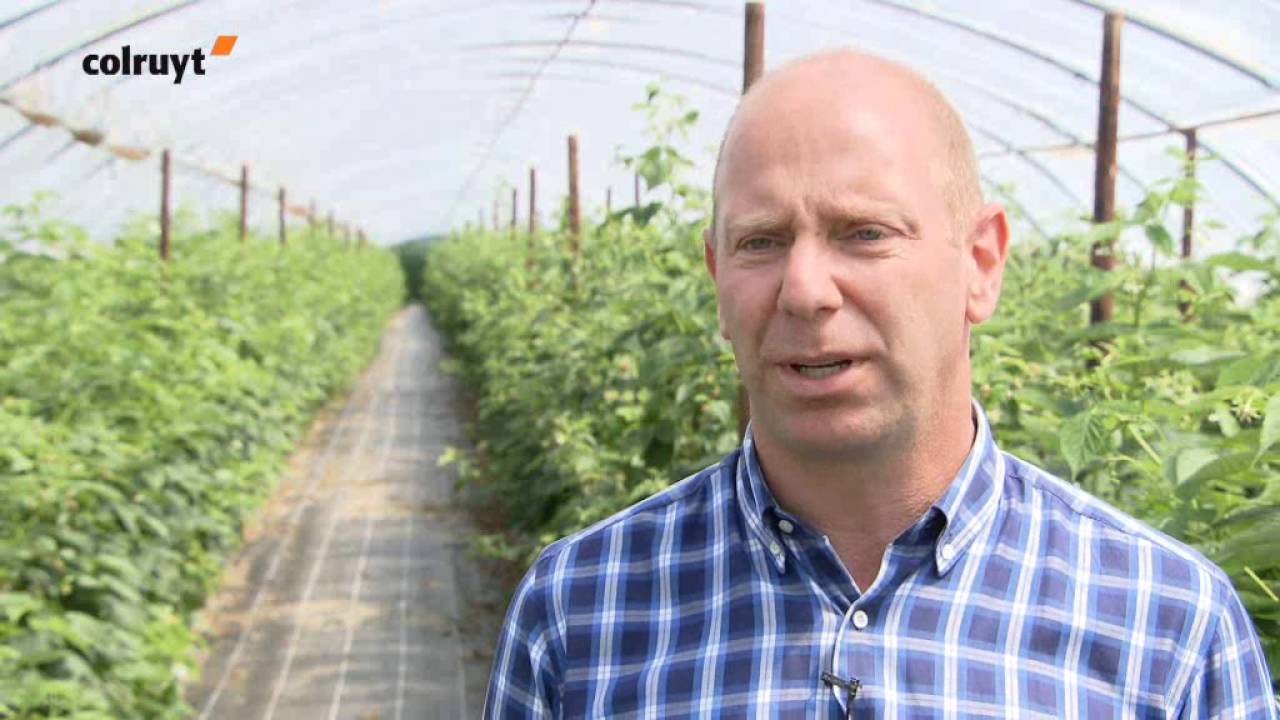Framboises et myrtilles Boni Selection - Colruyt
