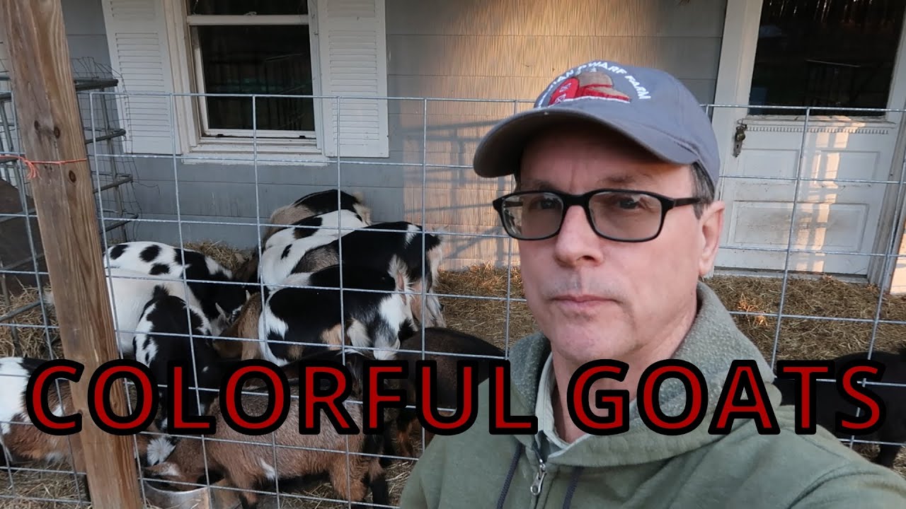 The Color Of  Goats