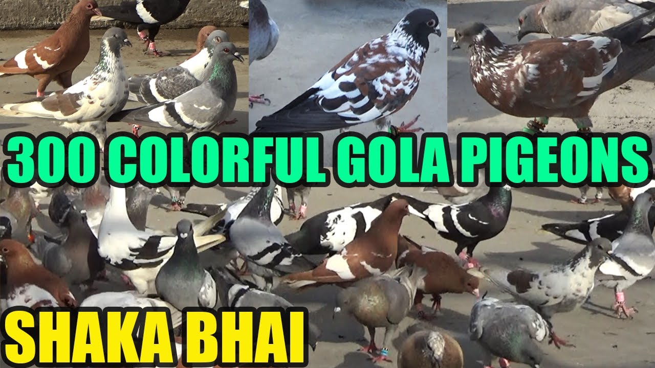 300 Colorful Gola Pigeons Loft Shaka Bhai PIB Colony Walay Kabray Desi Junglay Sherazi Kabooter