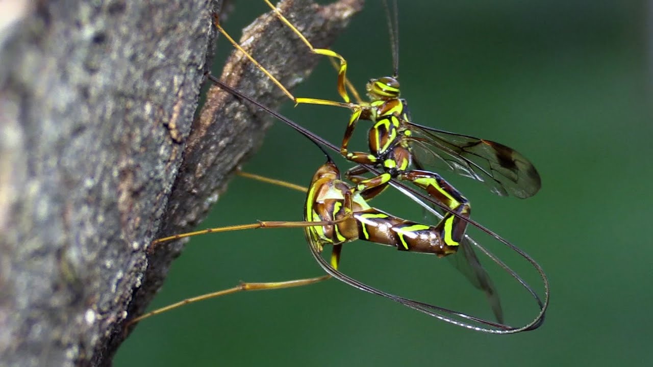 Giant Ichneumon Wasp Injecting an Egg