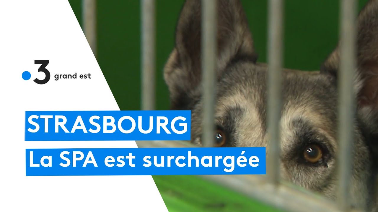 Animaux : la SPA de Strasbourg est surchargée
