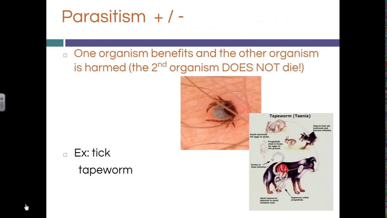 Symbiotic Relationships