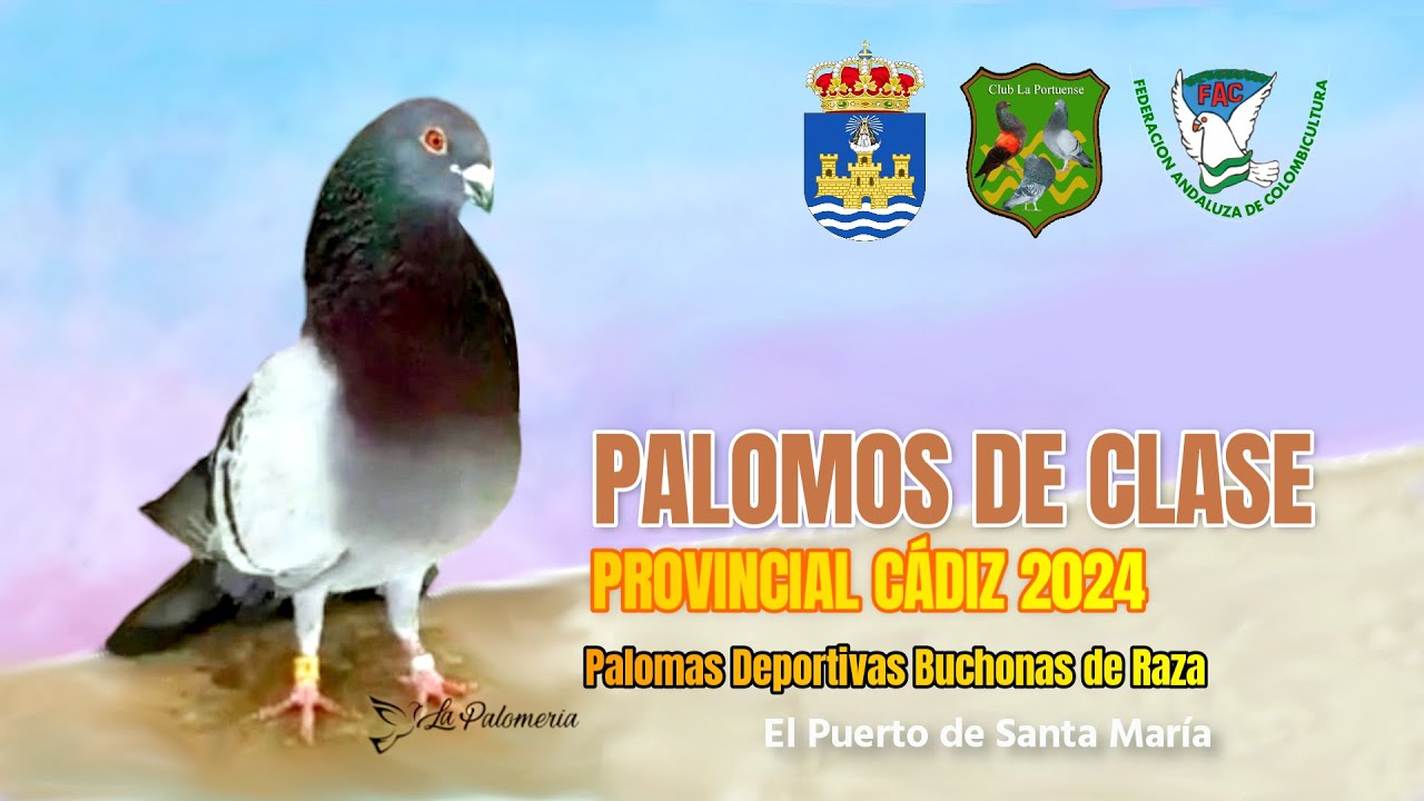 Palomos de Clase | Ganadores Provincial Cádiz 2024