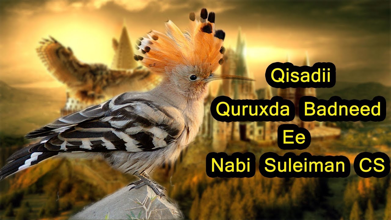 Qisadii Quruxda Badneed Ee Nabi Suleiman Cs !!!!