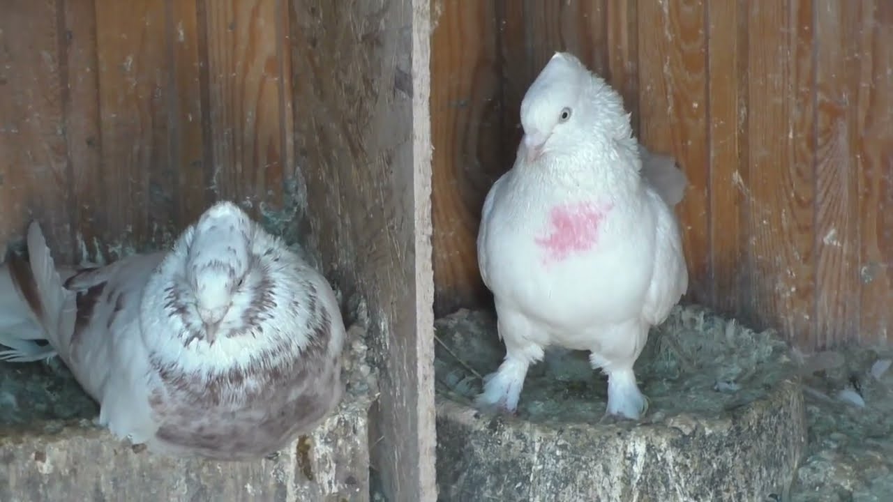 В гостях у Рафика Рустамова, часть 2: обзор голубей, инбридинг