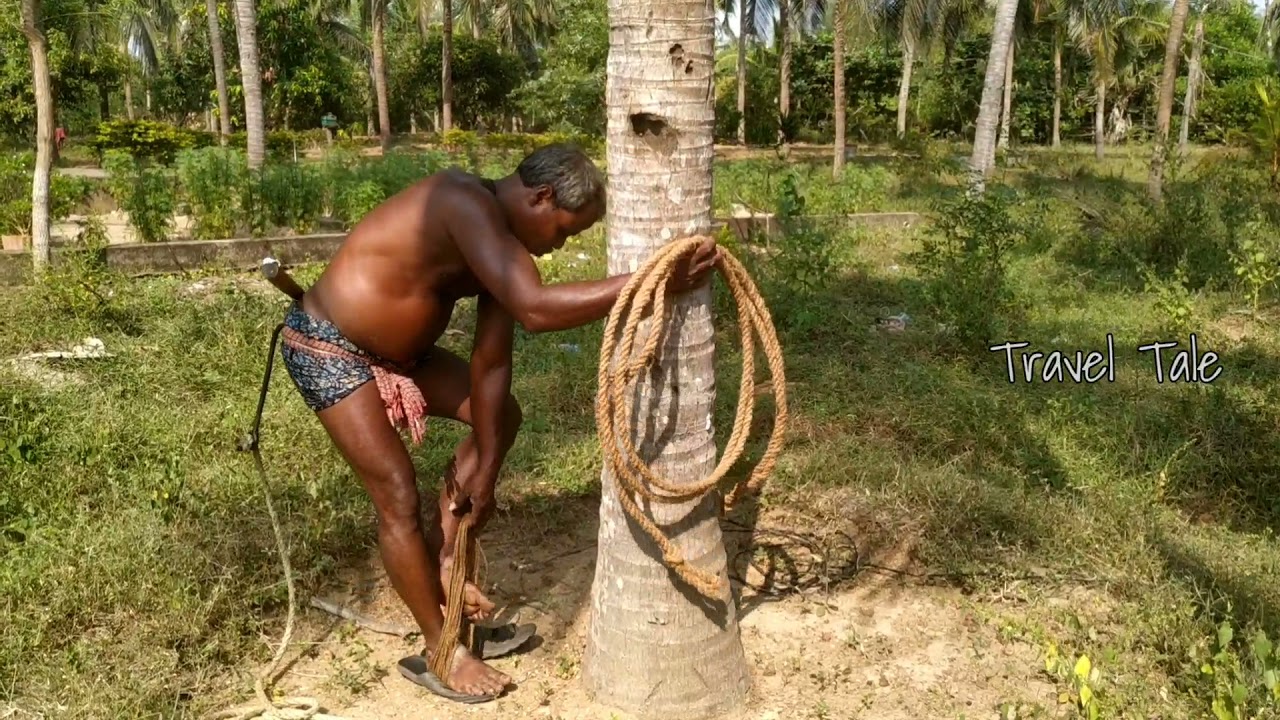 #baycocofarm || Coconut Tree climbing & plucking || Coconut farming