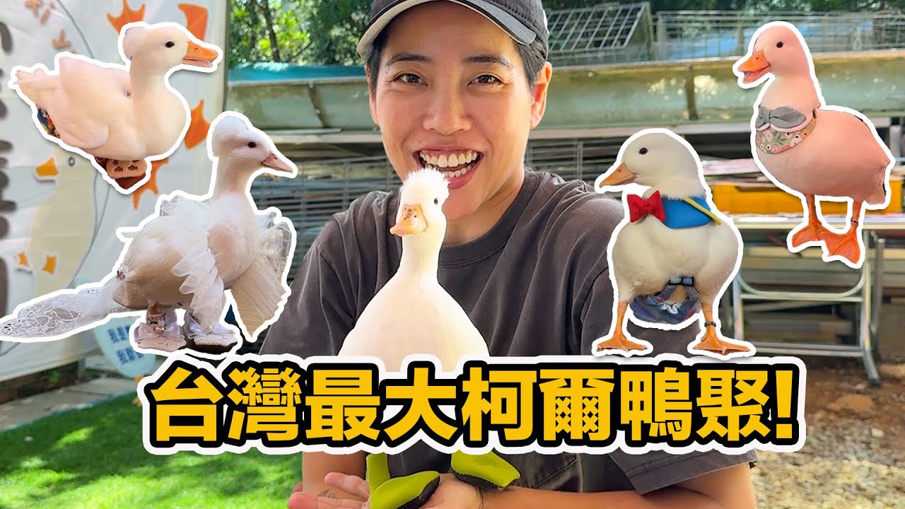阿飛長大了回娘家~好多鴨鴨 一團混亂 笑料百出! 給你滿滿柯爾鴨 整集姨母笑!