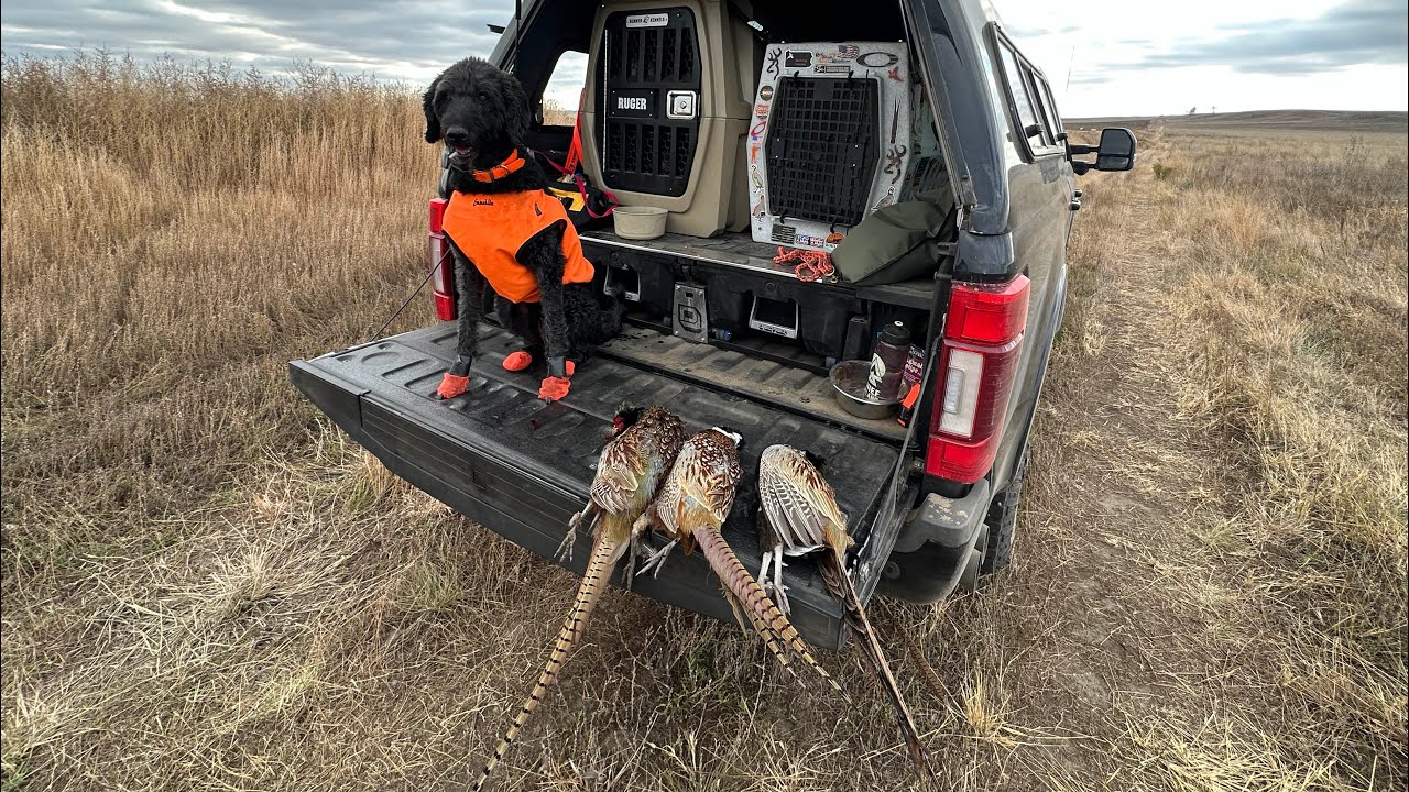 5 day 100% Wild Pheasant hunt in South Dakota with some extra Sharp Tail Grouse and Prairie Chicken!