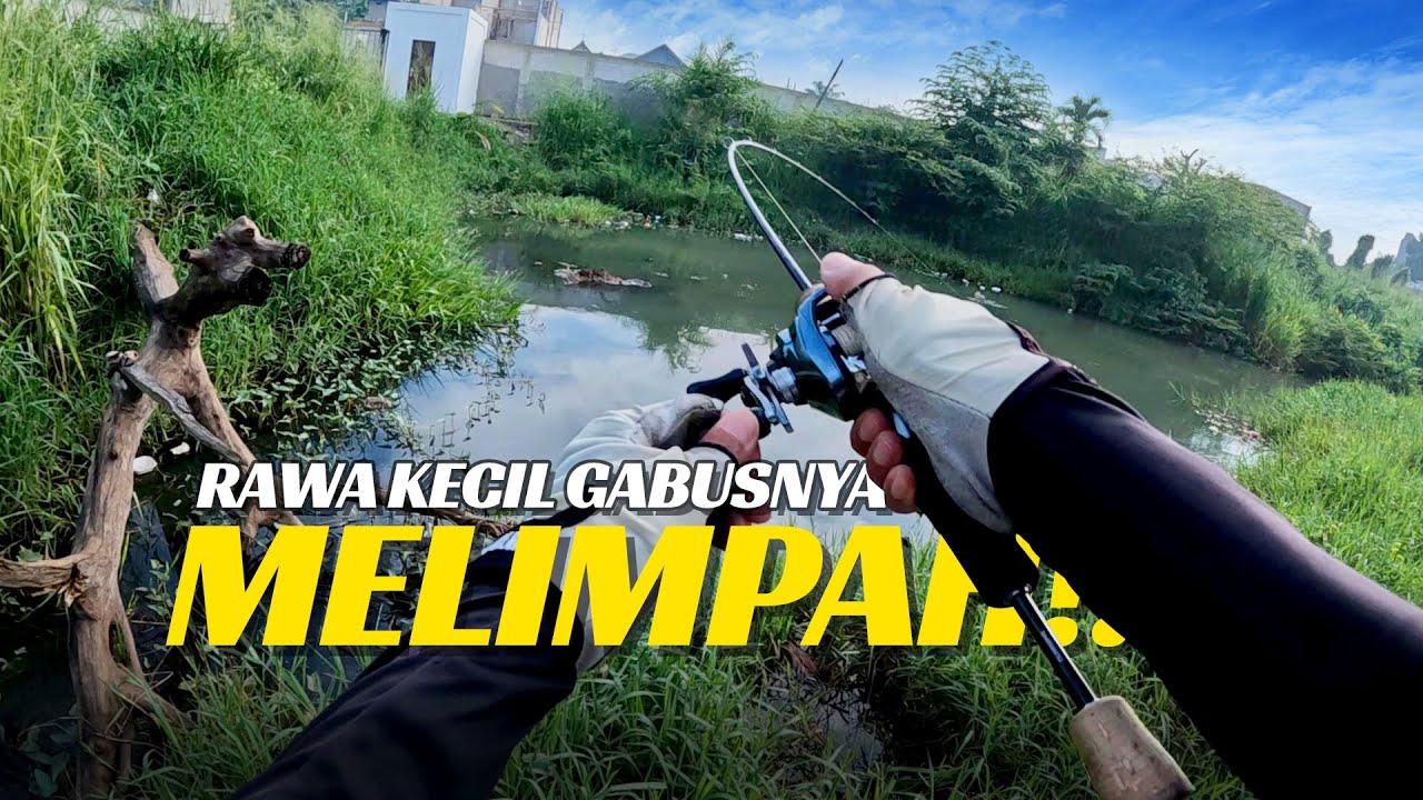 SIAPA SANGKA‼️Rawa Kecil Ini BANYAK IKAN GABUSNYA🔥